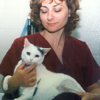 a vet hold a white and black cat