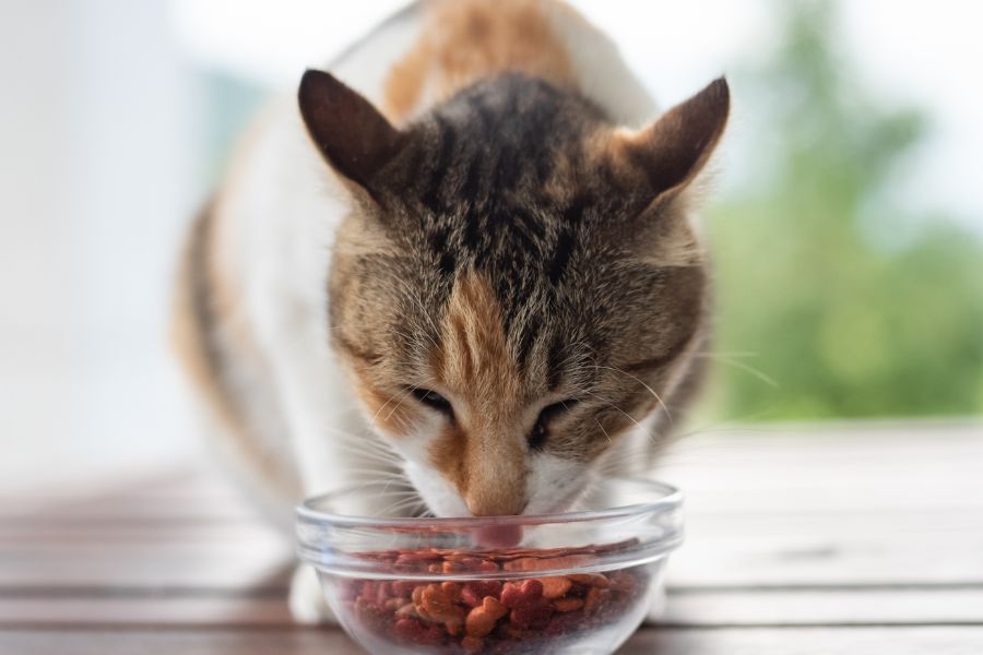 a cat eating food from a bowl