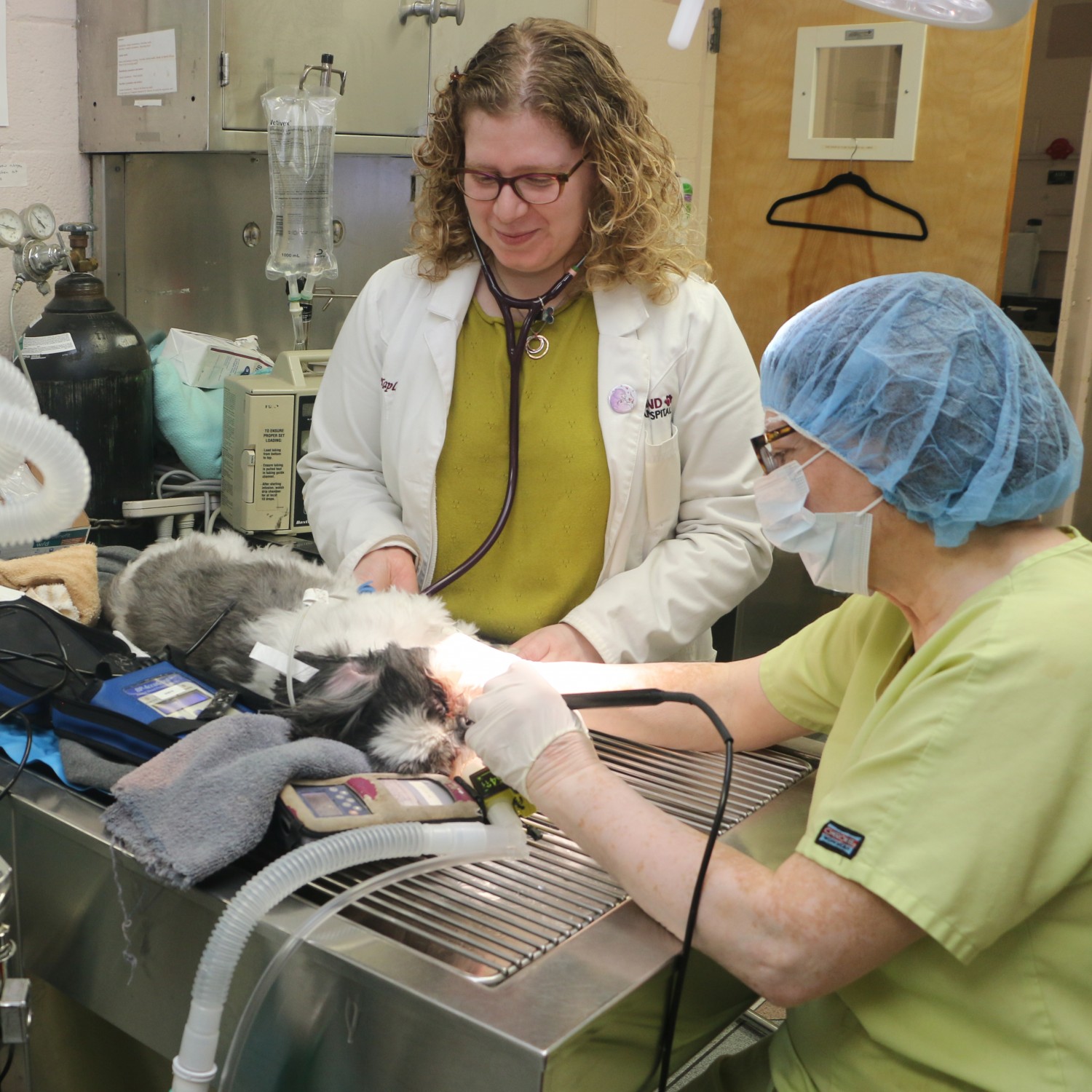 a veterinarian works with a cat