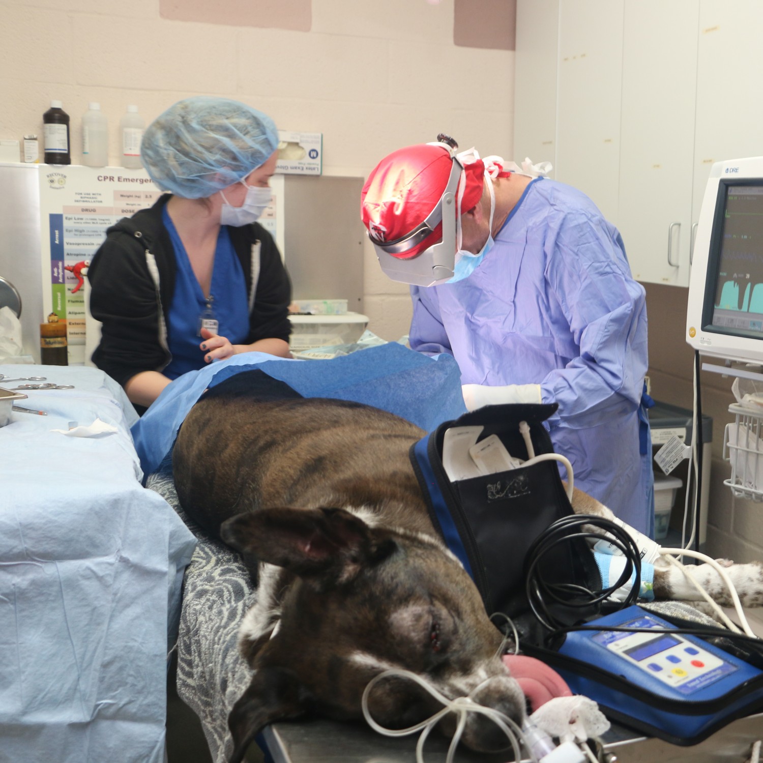 a dog lying on a table with a vets in the background