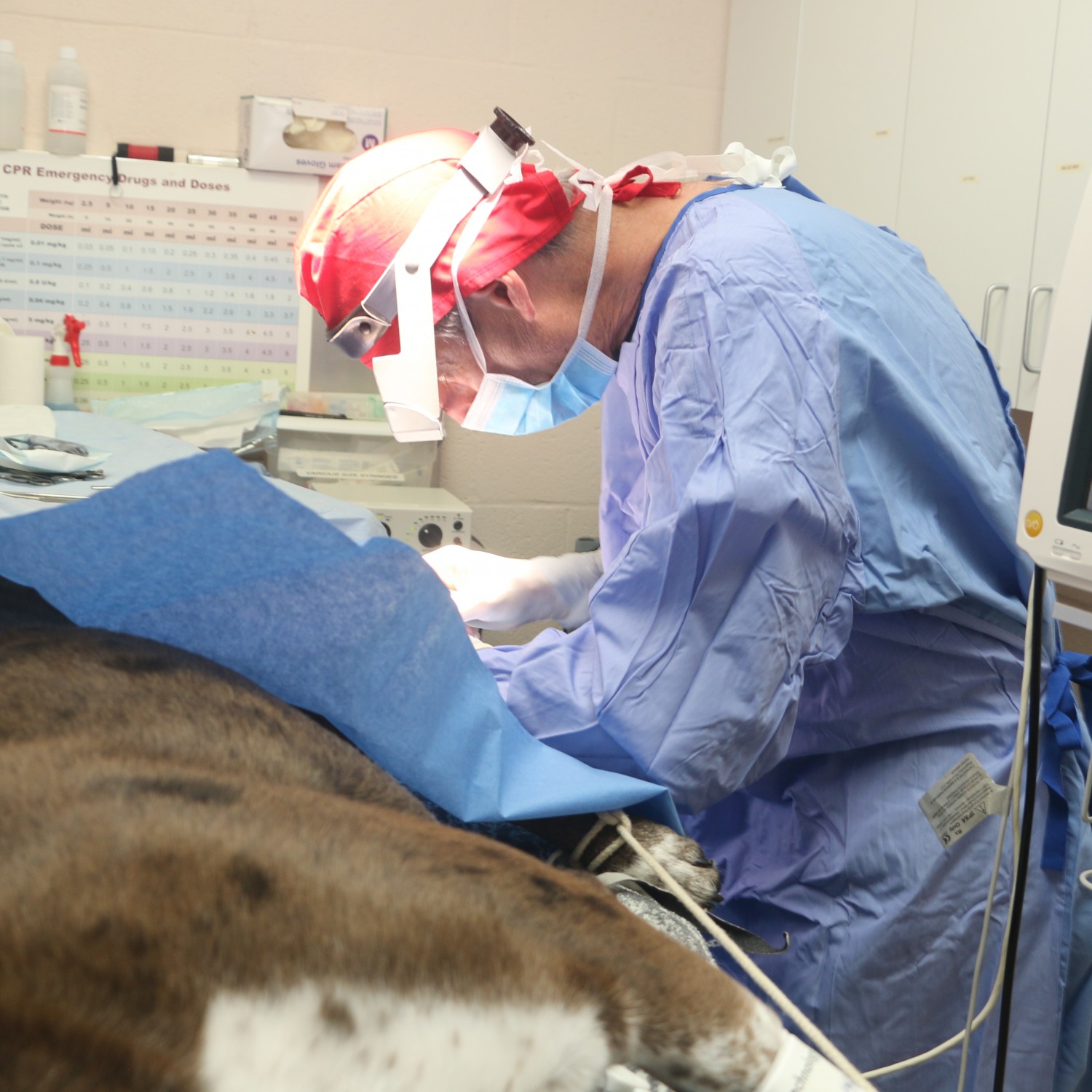 a vet wearing a surgical gown and a mask