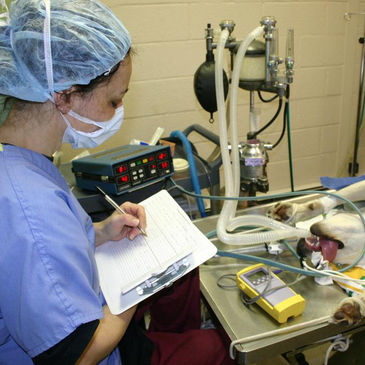 a vet in scrubs writing on a clipboard