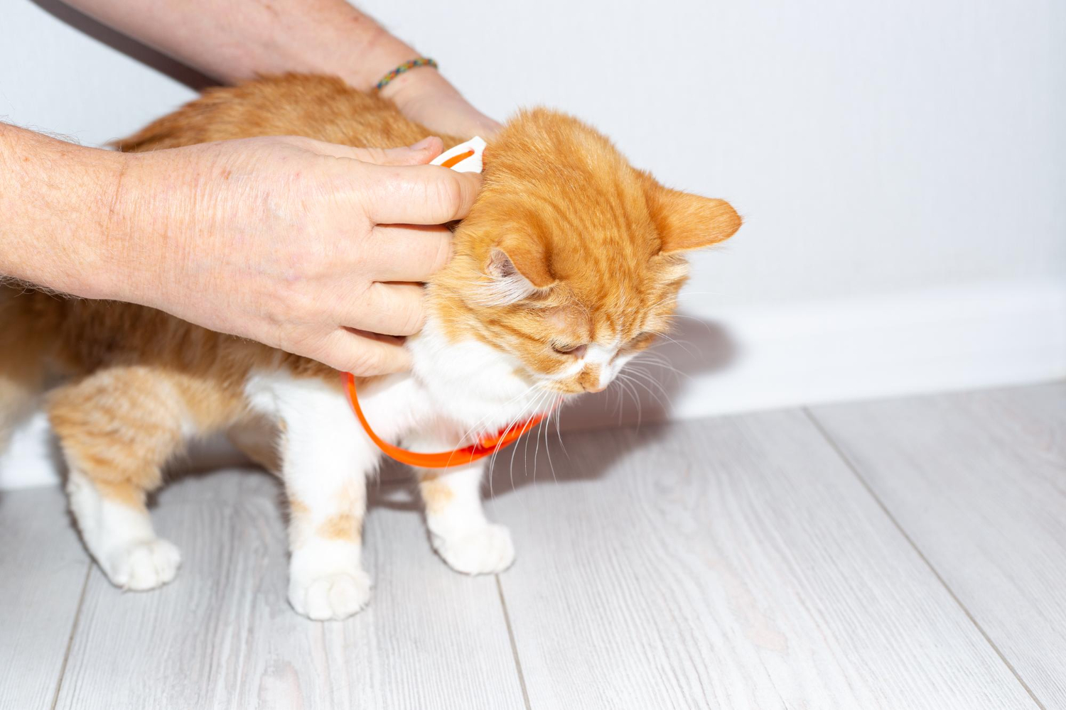 A flea collar is put on the young cat by a vet