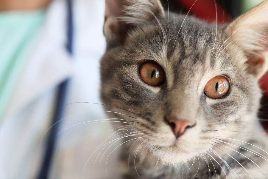 a close up of a cat in vet clinic