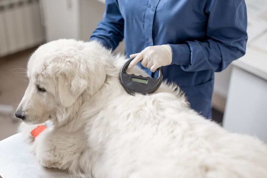 a vet using a device to check the back of a dog